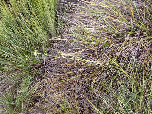 Cape Goldrush (Chrysitrix capensis)