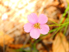 Cosmos ochroleucoflorus