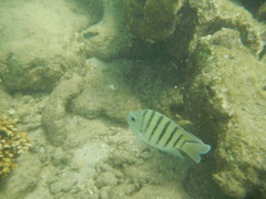 Abudefduf bengalensis