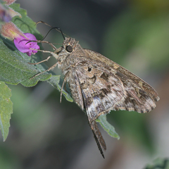 Thorybes dorantes calafia