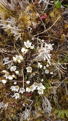 Gentianella montana ionostigma