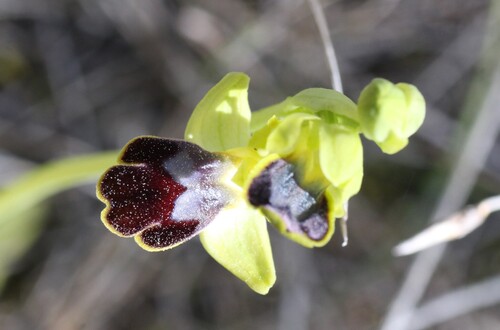 Marble Bee-Orchid (Ophrys bilunulata)