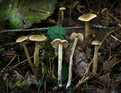 Naucoria escharioides