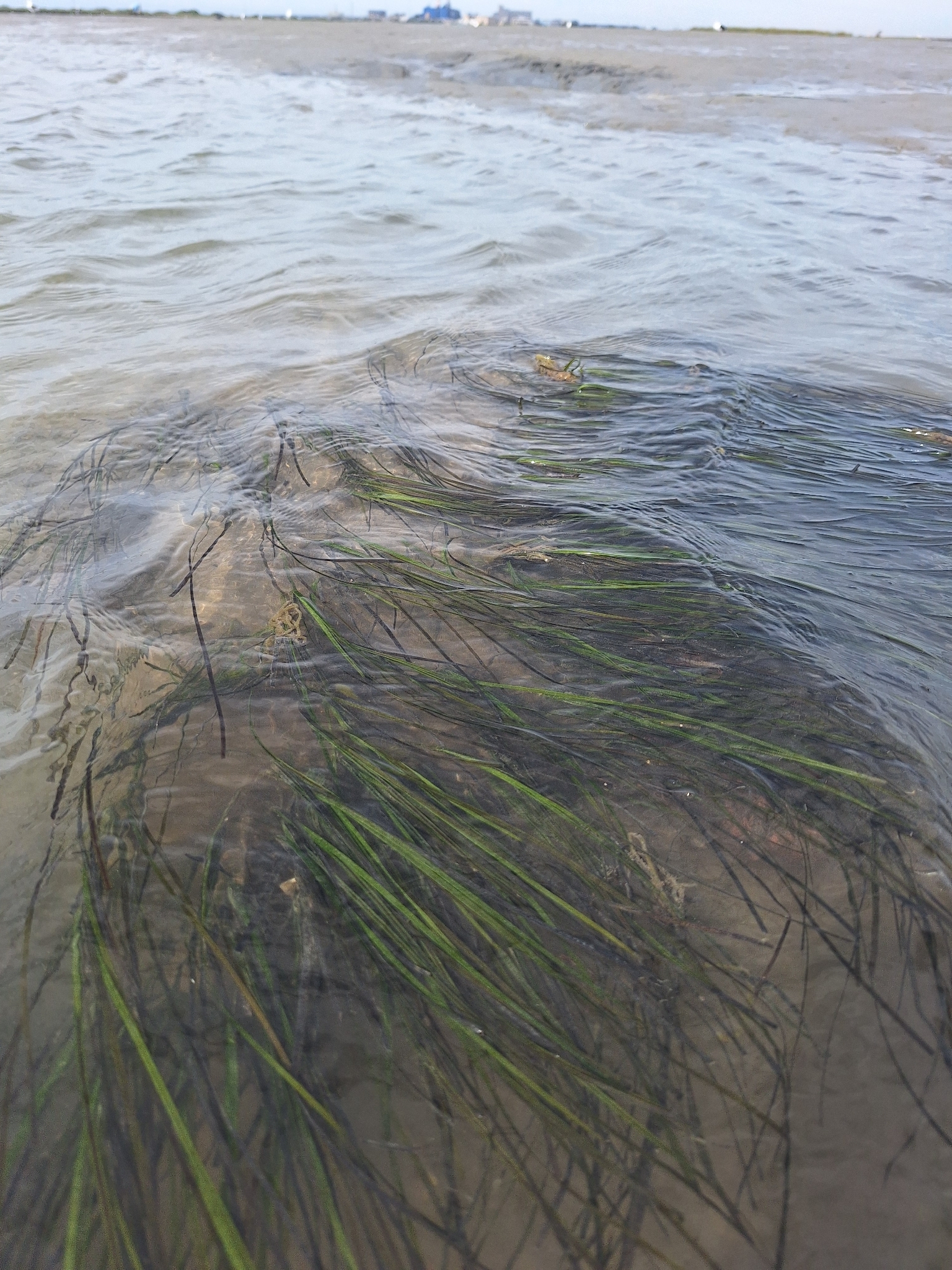 Cape Dwarf-Eelgrass (Zostera capensis)