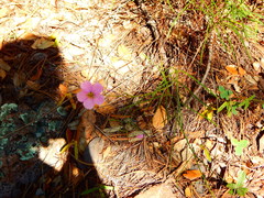 Cosmos ochroleucoflorus