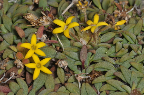 Oreopolus glacialis, photograph 1