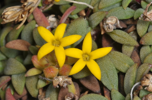 Oreopolus glacialis