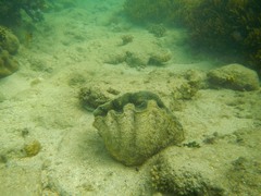 Hippopus hippopus