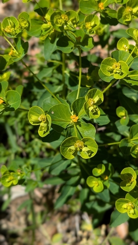 Many-branched Spurge (Euphorbia paniculata)
