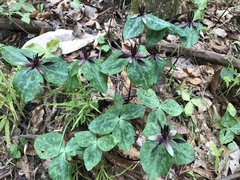 Trillium stamineum