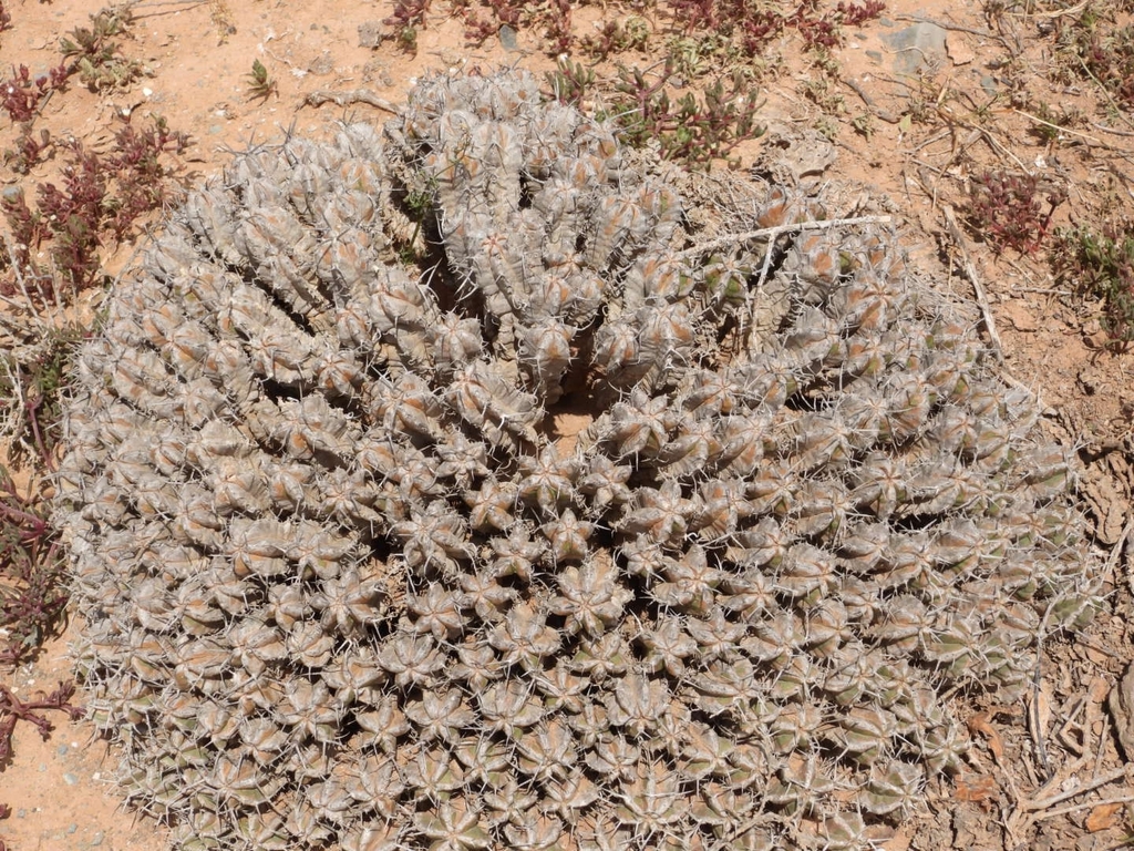 Euphorbia officinarum L.