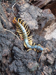 Ethmostigmus rubripes