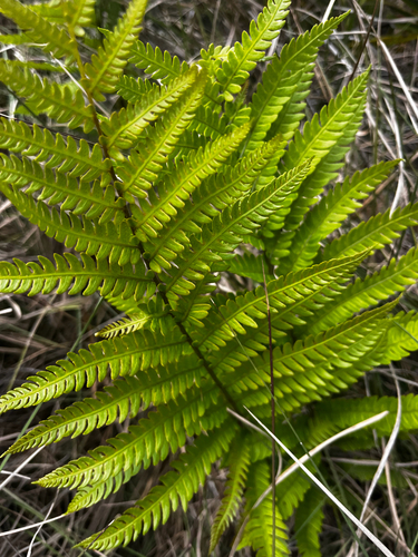 Virginia chainfern (Woodwardia virginica)