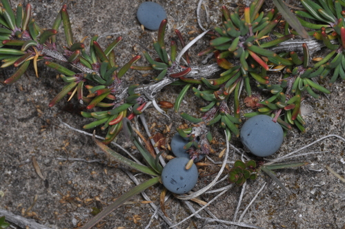 Crown Barberry (Berberis empetrifolia)