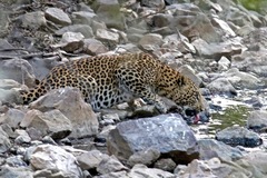 Panthera pardus fusca