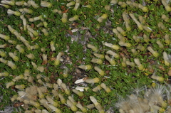Baccharis magellanica