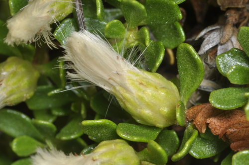 Baccharis magellanica, photograph 1