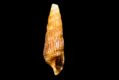Cerithiopsidae