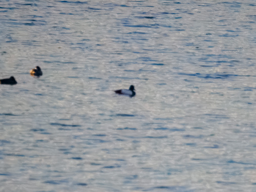 Lesser Scaup
