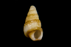 Cerithiopsidae