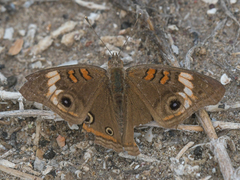 Junonia pacoma
