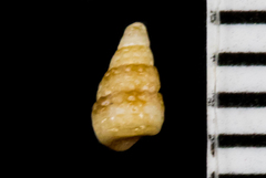 Cerithiopsidae