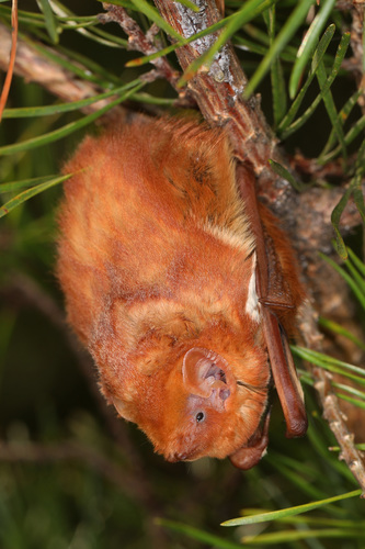 Eastern Red Bat photographed in Virginia