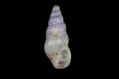 Exaesopus subturritus