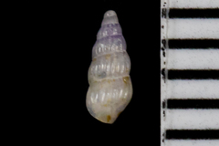 Exaesopus subturritus