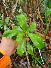 Brachyglottis kirkii