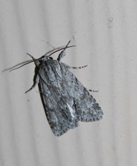 Acronicta rubricoma