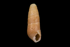 Cerithiopsidae