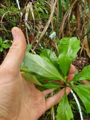 Brachyglottis kirkii