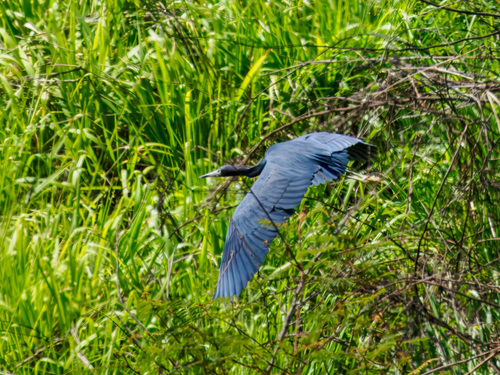 Little Blue Heron