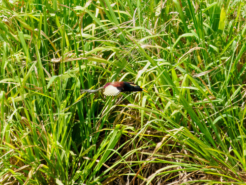 Northern Jacana