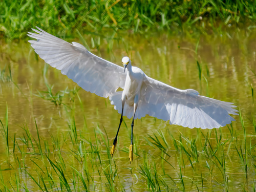 Snowy Egret