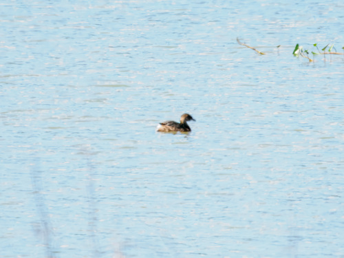 Pied-billed Grebe