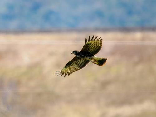 Snail Kite
