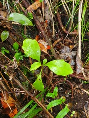 Brachyglottis kirkii