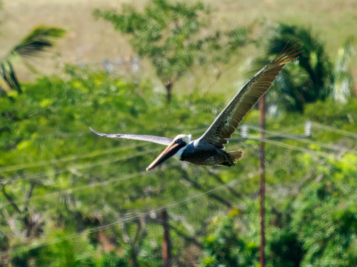 Brown Pelican