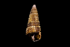 Cerithiopsidae
