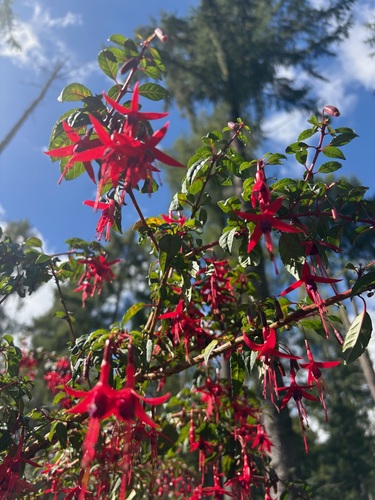 Hardy Fuchsia