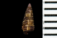 Cerithiopsidae