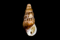 Exaesopus subturritus