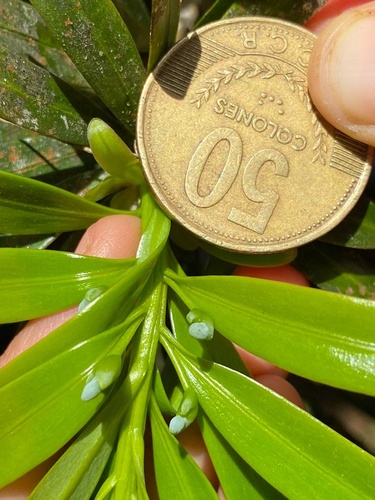 Podocarpus oleifolius - Hojas con una moneda costarricense de 50 colones como escala, mostrando conos pequeños inmaduros