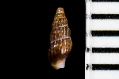 Exaesopus subturritus