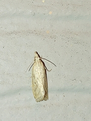 Diatraea