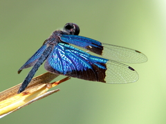 Rhyothemis resplendens