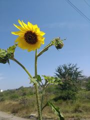 Helianthus annuus