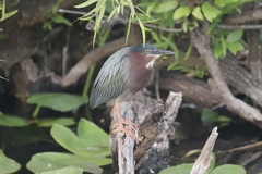 Butorides virescens image